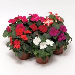 Imara™ XDR Mix Impatiens Seeds 5 Imara™ XDR Mix Impatiens Seeds -Parkseed Shop 52326 1