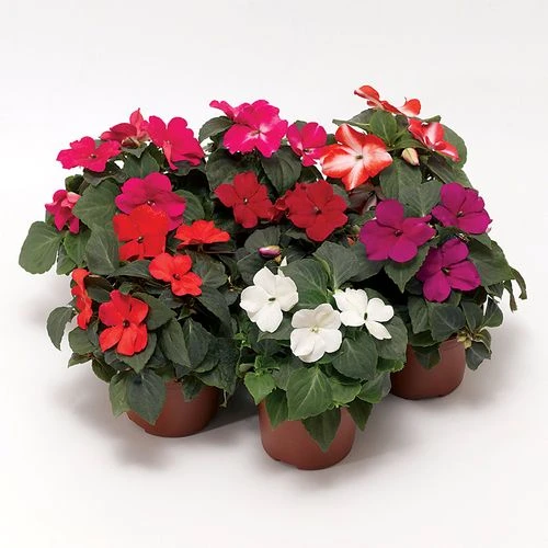 Imara™ XDR Mix Impatiens Seeds 4 Imara™ XDR Mix Impatiens Seeds - Image 2