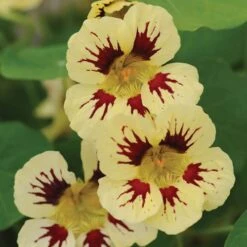 Parkseed Shop -Parkseed Shop 52354 1