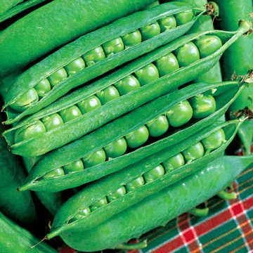 Green Arrow Pea Seeds 4 Green Arrow Pea Seeds - Image 2