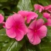 Cora® XDR Deep Strawberry Vinca Seeds -Parkseed Shop 52385 PK 100