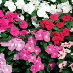 Cora® XDR Mix Vinca Seeds