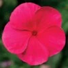 Cora® XDR Punch Vinca Seeds -Parkseed Shop 52390 PK 100