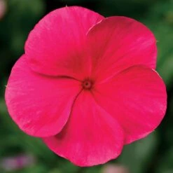Cora® XDR Punch Vinca Seeds