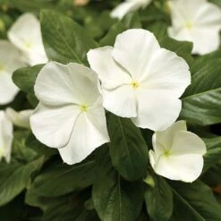 Cora® XDR White Vinca Seeds