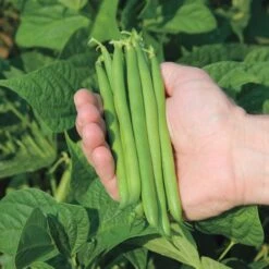 Cabot Bush Bean Seeds