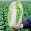 Emiko Hybrid Organic Chinese Cabbage Seeds 2 Emiko Hybrid Organic Chinese Cabbage Seeds -Parkseed Shop 52408