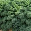 Darkibor Kale Seeds (P) Pkt Of 50 Seeds 1 Darkibor Kale Seeds (P) Pkt Of 50 Seeds -Parkseed Shop 52412 pk p1