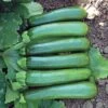 Green Machine F1 Organic Zucchini Seeds (P) Pkt Of 10 Seeds -Parkseed Shop 52416 PK P1