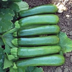 Green Machine F1 Organic Zucchini Seeds (P) Pkt Of 10 Seeds