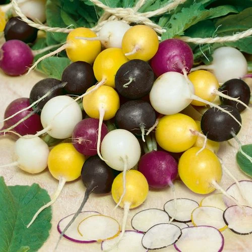 Halloween Blend Radish Seeds 3 Halloween Blend Radish Seeds