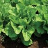Super Jericho Lettuce Seeds (P)Ā Pkt Of 200 Seeds 2 Super Jericho Lettuce Seeds (P)Ā Pkt Of 200 Seeds -Parkseed Shop 52437 pk p1