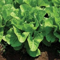 Super Jericho Lettuce Seeds (P) Pkt Of 200 Seeds