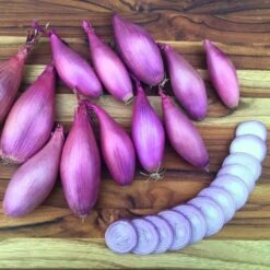 Echallion Creme Brulee Hybrid Shallot Seeds