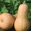 Big Chief F1 Butternut Squash Seeds 2 Big Chief F1 Butternut Squash Seeds -Parkseed Shop 52454 PK P1