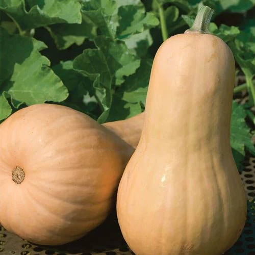 Big Chief F1 Butternut Squash Seeds 3 Big Chief F1 Butternut Squash Seeds
