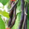 'Black Knight' Heirloom Runner Bean Seeds 2 'Black Knight' Heirloom Runner Bean Seeds -Parkseed Shop 52463 PK P1
