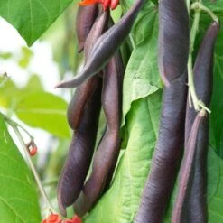 'Black Knight' Heirloom Runner Bean Seeds