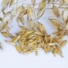 Common Organic Oats Cover Crop Seeds 2 Common Organic Oats Cover Crop Seeds -Parkseed Shop 52468 PK M