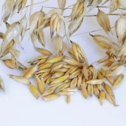 Common Organic Oats Cover Crop Seeds