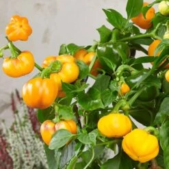 Halloween Gold Pumpkin Peppers™ Pepper Seeds -Parkseed Shop 52478 PK P1 1