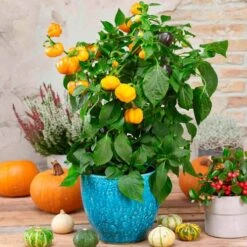 Halloween Gold Pumpkin Peppers™ Pepper Seeds -Parkseed Shop 52478 PK P1 2
