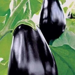 Amadeo Eggplant Seeds (P) Pkt Of 30 Seeds