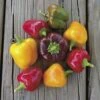 Petite Colour Blend Hybrid Pepper Seeds (P) Pkt Of 25 Seeds -Parkseed Shop 52510 pk p1