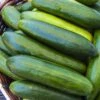 Sir Crunch A Lot Hybrid Cucumber Seeds (P) Pkt Of 15 Seeds -Parkseed Shop 52536 pk p1