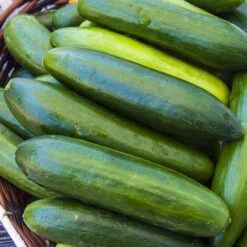 Sir Crunch A Lot Hybrid Cucumber Seeds (P) Pkt Of 15 Seeds