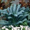Lacinato Kale Seeds (P) Pkt Of 100 Seeds -Parkseed Shop 52550 pk p1