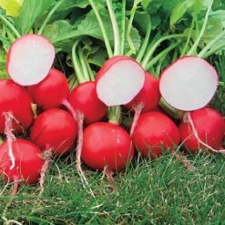 Roxanne Hybrid Radish Seeds