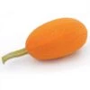 Orangetti Spaghetti Organic Squash Seeds -Parkseed Shop 52563 PK P1