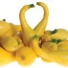 Delta Hybrid Squash Seeds 2 Delta Hybrid Squash Seeds -Parkseed Shop 52565 PK 250