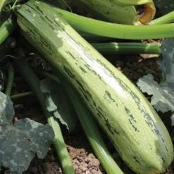Bossa Nova Hybrid Squash Seeds