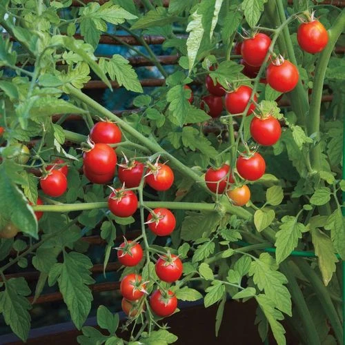 Nectar Hybrid Cherry Tomato Seeds (P) Pkt Of 10 Seeds 4 Nectar Hybrid Cherry Tomato Seeds (P) Pkt Of 10 Seeds - Image 2