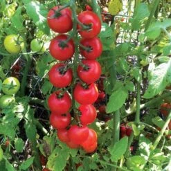 Nectar Hybrid Cherry Tomato Seeds (P) Pkt Of 10 Seeds 7 Nectar Hybrid Cherry Tomato Seeds (P) Pkt Of 10 Seeds -Parkseed Shop 52587 PK P1 3