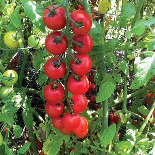 Nectar Hybrid Cherry Tomato Seeds (P) Pkt Of 10 Seeds 5 Nectar Hybrid Cherry Tomato Seeds (P) Pkt Of 10 Seeds - Image 3