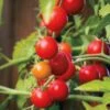 Nectar Hybrid Cherry Tomato Seeds (P) Pkt Of 10 Seeds -Parkseed Shop 52587 pk p1