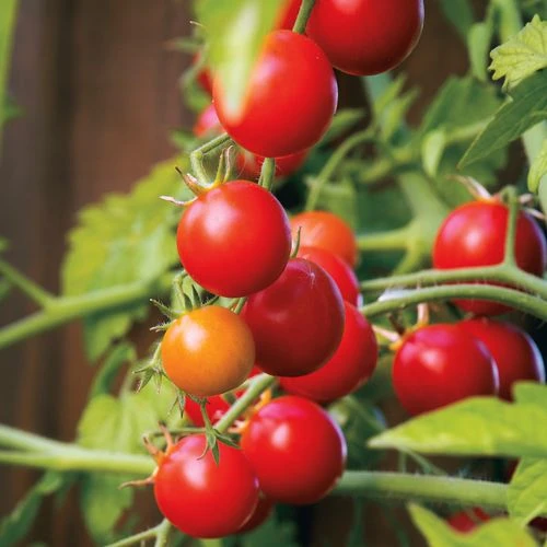 Nectar Hybrid Cherry Tomato Seeds (P) Pkt Of 10 Seeds 3 Nectar Hybrid Cherry Tomato Seeds (P) Pkt Of 10 Seeds