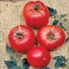 German Johnson Tomato Seeds (P) Pkt Of 30 Seeds -Parkseed Shop 52589 pk p1