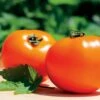 Chef's Choice Orange Hybrid Tomato Seeds (P) Pkt Of 30 Seeds -Parkseed Shop 52592 pk p1