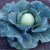 Stonehead Hybrid Cabbage Seeds (P) Pkt Of 100 Seeds 1 Stonehead Hybrid Cabbage Seeds (P) Pkt Of 100 Seeds -Parkseed Shop 52608 pk p1