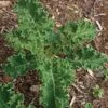 White Russian Kale Seeds (P) Pkt Of 100 Seeds -Parkseed Shop 52617 pk p1