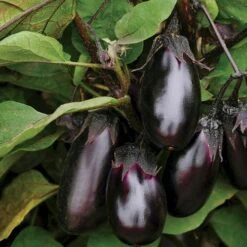 Patio Baby Hybrid Eggplant Seeds (P) Pkt Of 15 Seeds -Parkseed Shop 52625 PK P1 2