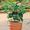 Patio Baby Hybrid Eggplant Seeds (P)Â Pkt Of 15 Seeds 2 Patio Baby Hybrid Eggplant Seeds (P)Â Pkt Of 15 Seeds -Parkseed Shop 52625 pk p1