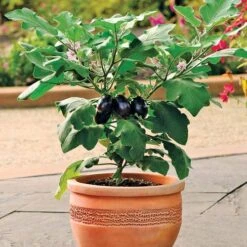 Patio Baby Hybrid Eggplant Seeds (P) Pkt Of 15 Seeds