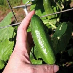 Baby Hybrid Cucumber Seeds (P) Pkt Of 10 Seeds