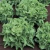 Sandy Lettuce Seeds (P) Pkt Of 1000 Seeds -Parkseed Shop 52631 PK P1