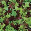 Micro Mini Greens Lettuce Seeds (P) Pkt Of 200 Seeds -Parkseed Shop 52636 PK P1